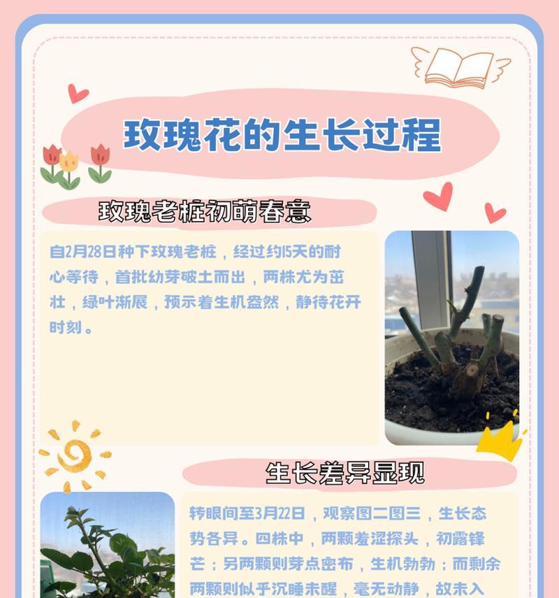地栽玫瑰花需要什么样的土壤？
