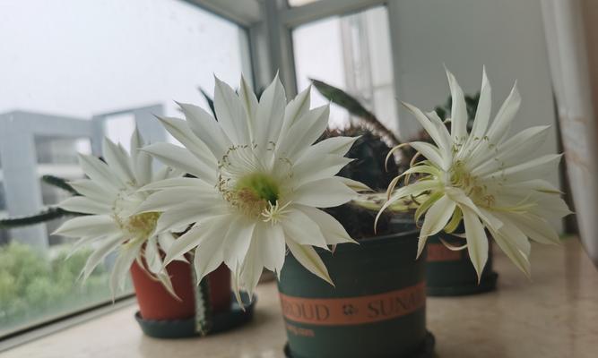 白花绿喉仙人球的养护技巧是什么？