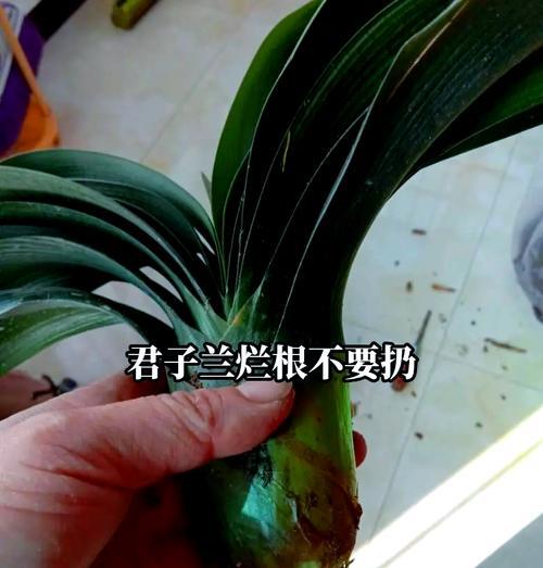 君子兰烂根后如何进行水培养护？