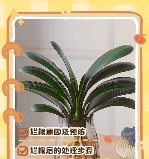 君子兰烂根后如何进行水培养护？