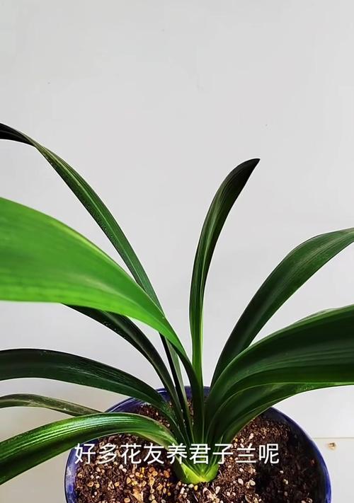 君子兰的花期怎么看？花期前后如何照料？