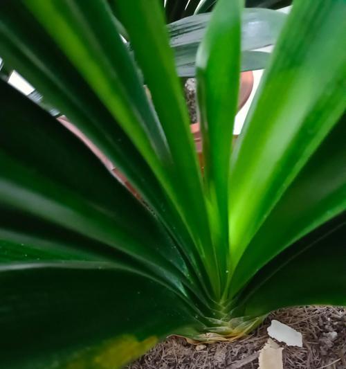 君子兰的花期怎么看？花期前后如何照料？