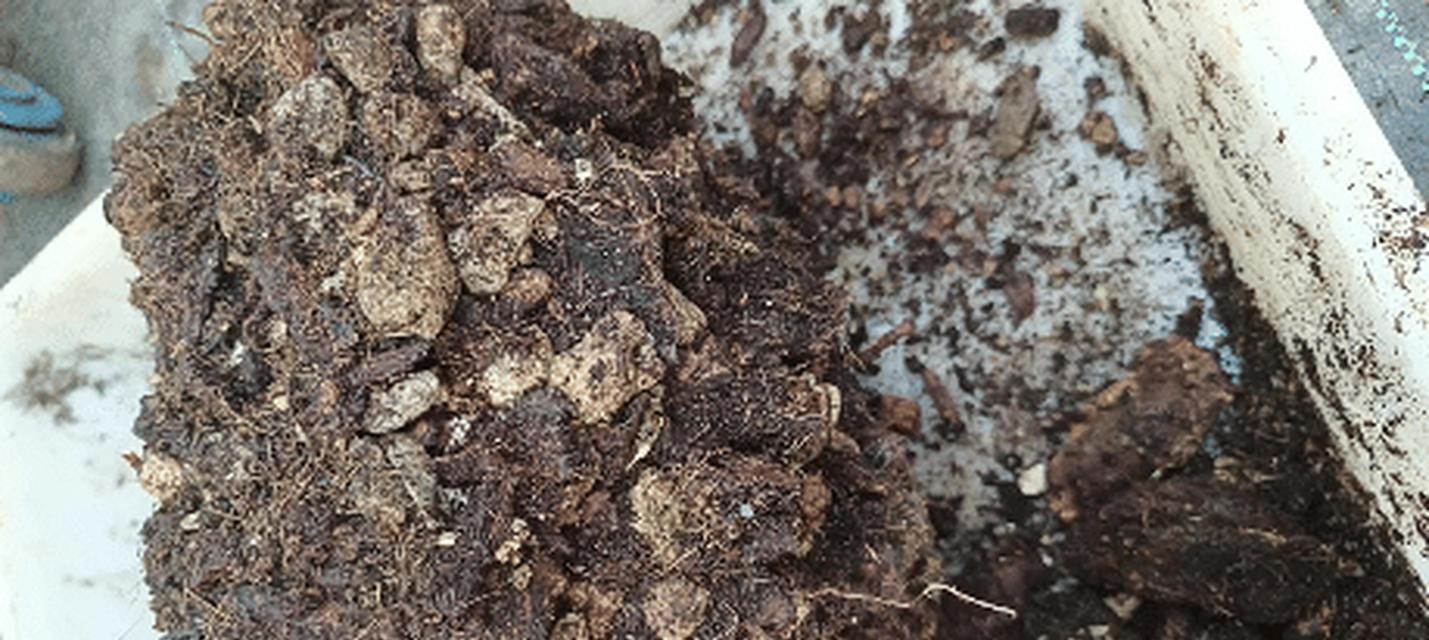 矿物岩种植君子兰的优缺点及养护方法？