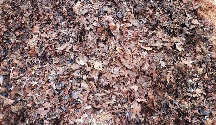 矿物岩种植君子兰的优缺点及养护方法？