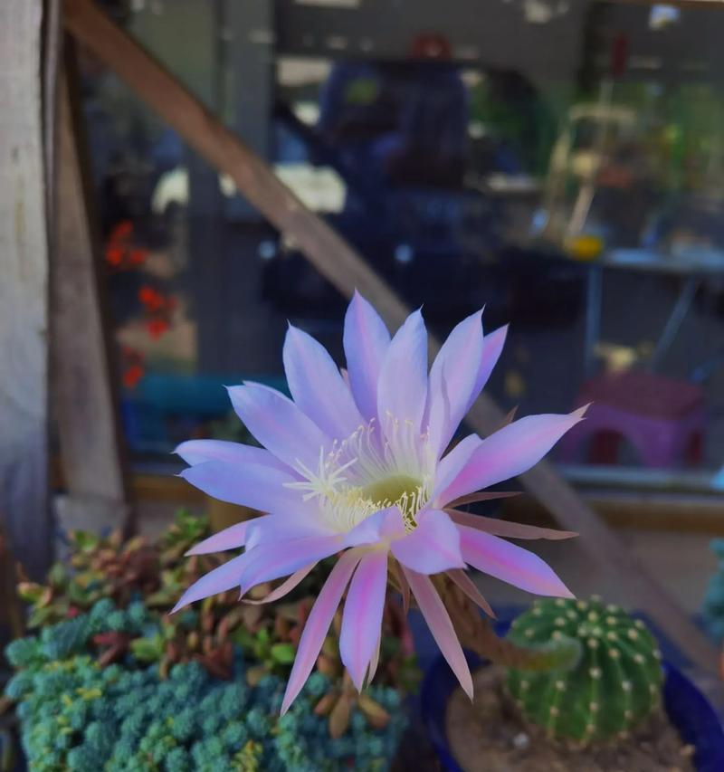 哪些仙人球品种容易开花？