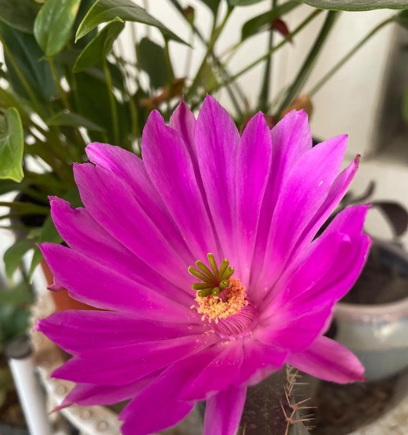 哪些仙人球品种容易开花？