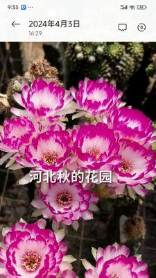 无根仙人球种植的详细步骤图解？