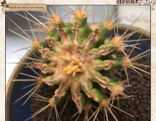 无根仙人球种植的详细步骤图解？