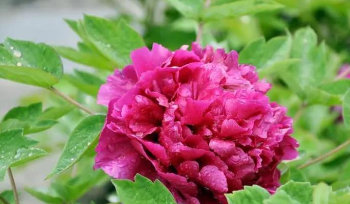 家门口牡丹花的养殖与护理方法是什么？