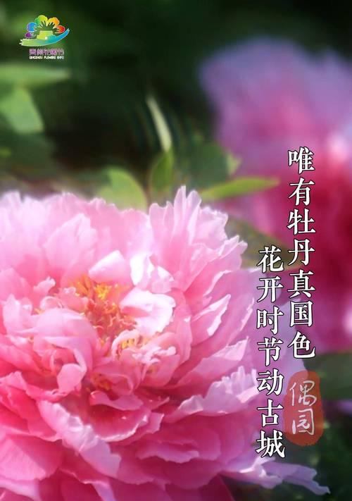 家门口牡丹花的养殖与护理方法是什么？