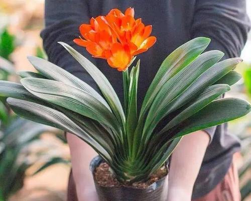 君子兰多菌灌根与浇水的最佳实践？