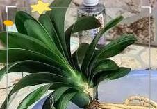 君子兰多菌灌根与浇水的最佳实践？