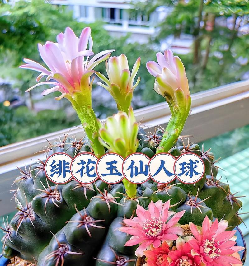 白石头种植仙人球的正确方法？