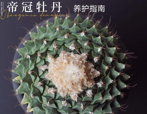 白石头种植仙人球的正确方法？
