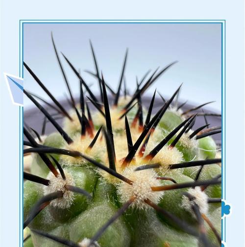 白石头种植仙人球的正确方法？