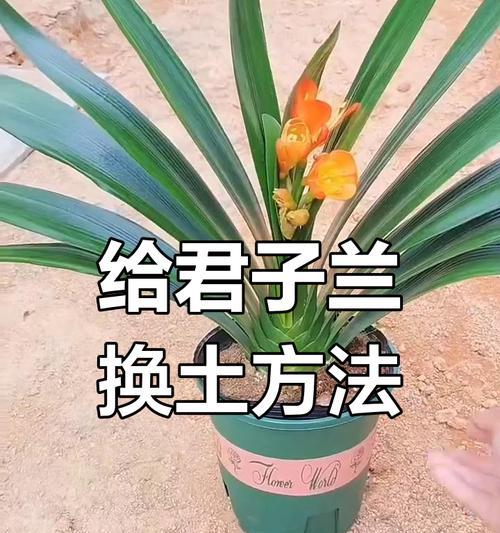 如何在单个花盆中种植两棵君子兰？