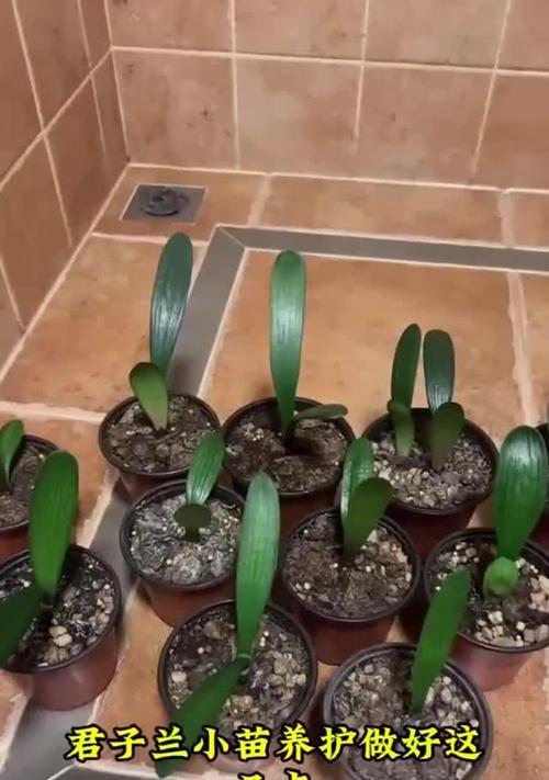 如何在单个花盆中种植两棵君子兰？