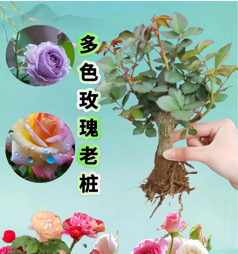 玫瑰花品种有多少种及其特点？