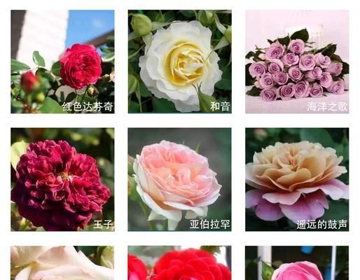 玫瑰花品种有多少种及其特点？