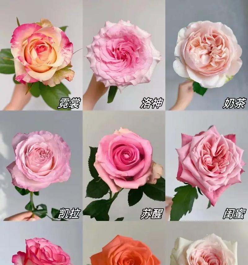 玫瑰花品种有多少种及其特点？