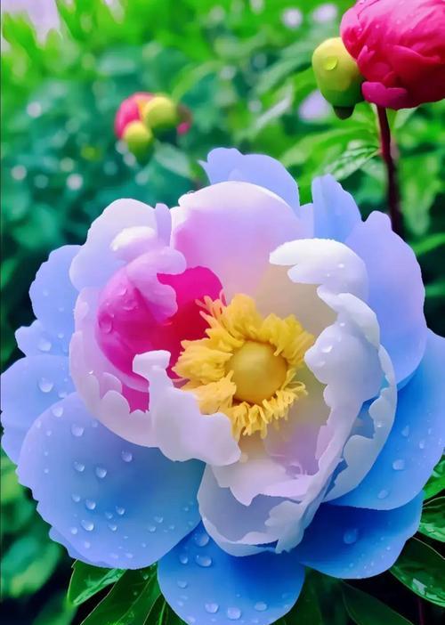 牡丹花避光过冬的养护方法是什么？