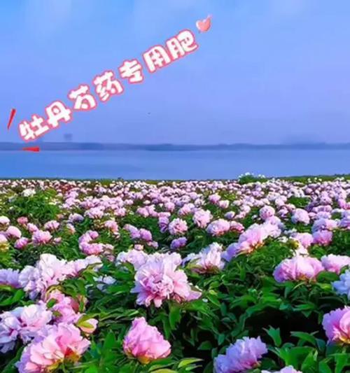 春季牡丹花追肥合适吗？正确的养护方法是什么？