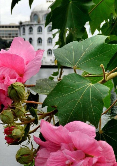 牡丹花在南方种植困难的原因是什么？如何解决？