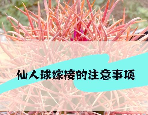 春季种植仙人球的正确步骤是什么？需要注意什么？