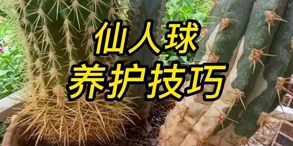 春季种植仙人球的正确步骤是什么？需要注意什么？