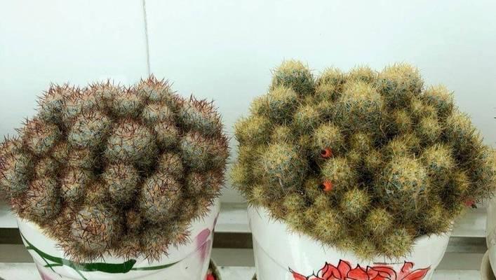 春季种植仙人球的正确步骤是什么？需要注意什么？