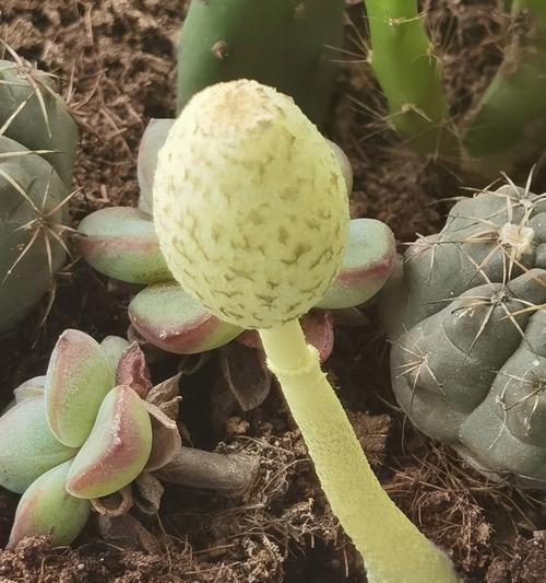 黄绿花色仙人球养护管理技巧有哪些？