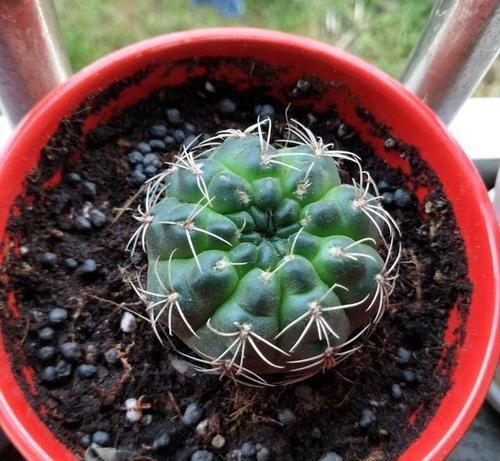 黄绿花色仙人球养护管理技巧有哪些？
