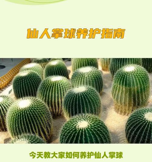 黄绿花色仙人球养护管理技巧有哪些？