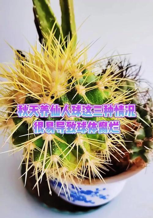 仙人球枯萎的原因是什么？如何防止和解决？