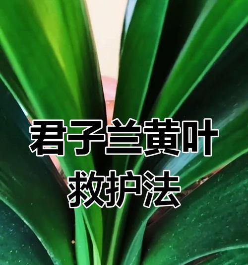 君子兰沼泽叶片发黄的处理方法是什么？