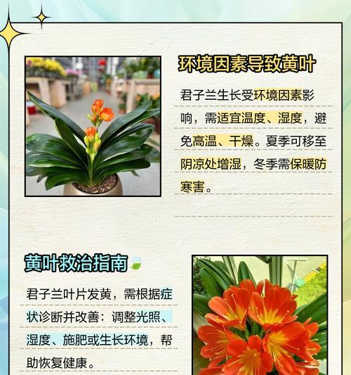 君子兰沼泽叶片发黄的处理方法是什么？
