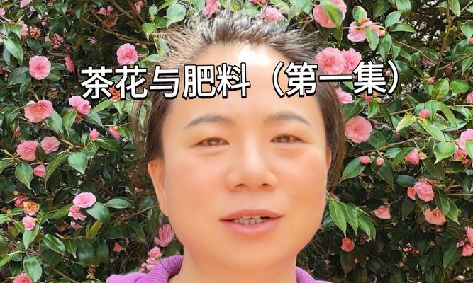 茶花和玫瑰花专用肥料有哪些？如何选择？