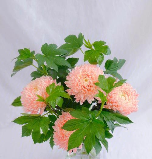 牡丹花与和平鸽搭配好吗？如何正确养护？