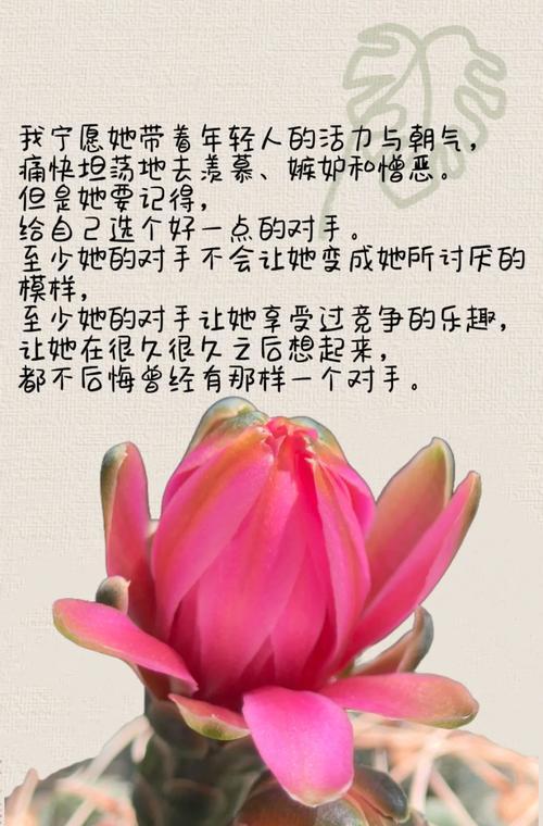 玻璃杯中仙人球的养护技巧有哪些？