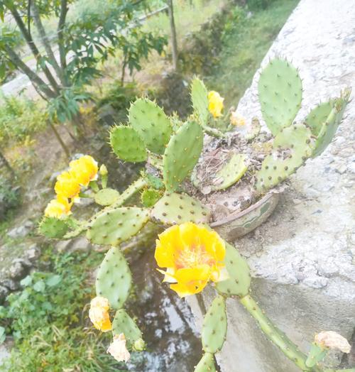 圆型仙人掌花的养护管理要点是什么？