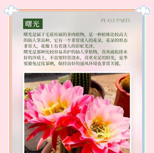 圆型仙人掌花的养护管理要点是什么？