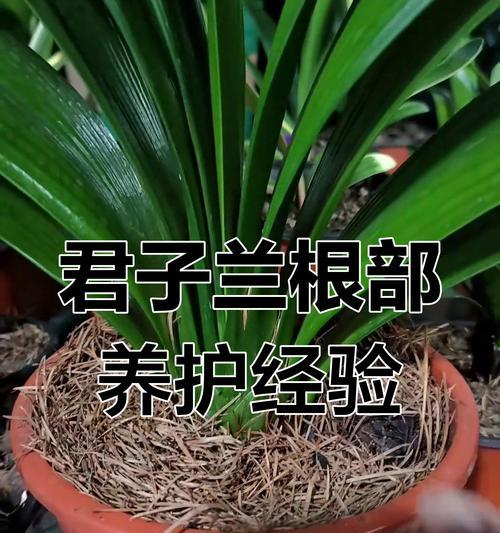 君子兰水培生根营养液的配制方法是什么？