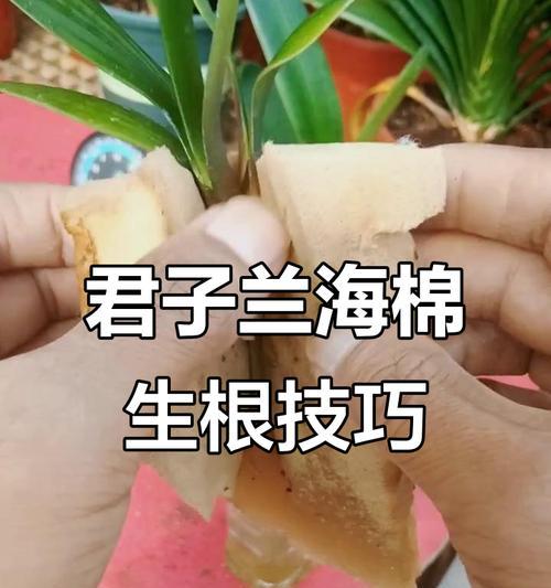 君子兰水培生根营养液的配制方法是什么？