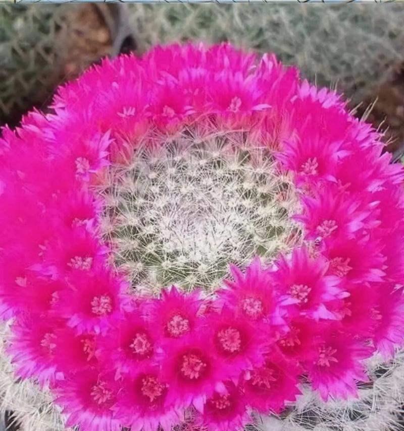 圆盘玉仙人球开花时散发什么气味？