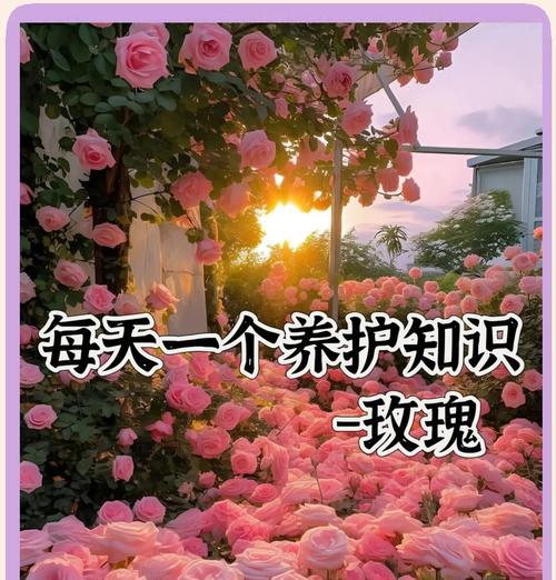 收到玫瑰花后应该如何养护？