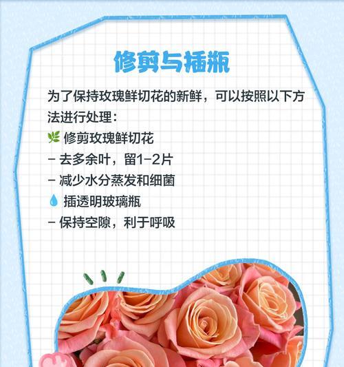 收到玫瑰花后应该如何养护？