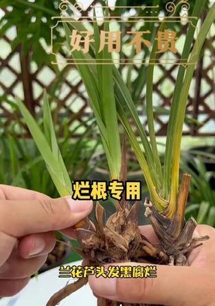 君子兰黄叶烂根应如何处理？