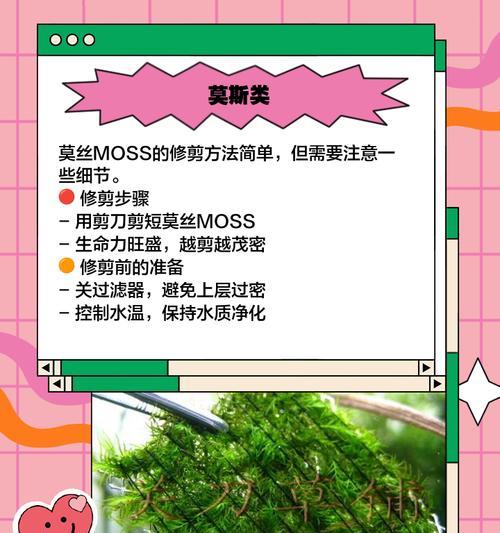 仙人掌水草耐阴吗？如何正确养护？