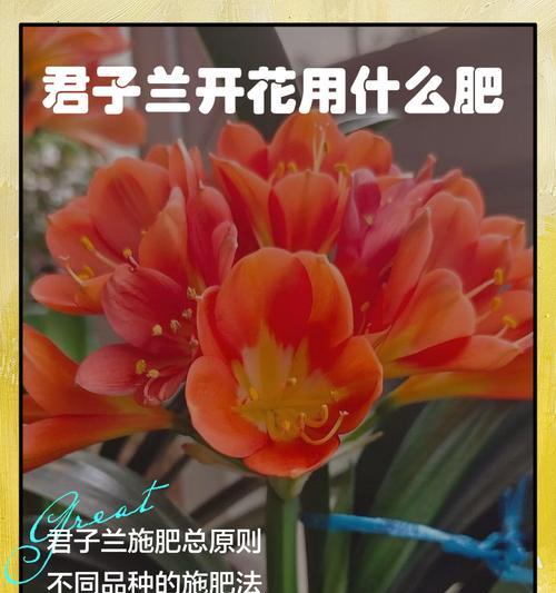 异花君子兰应该使用哪种肥料？