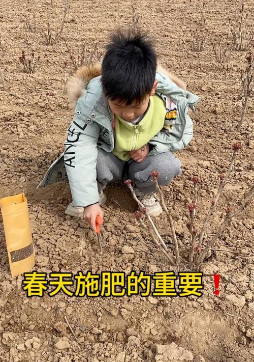 牡丹花通常在什么时候施肥？